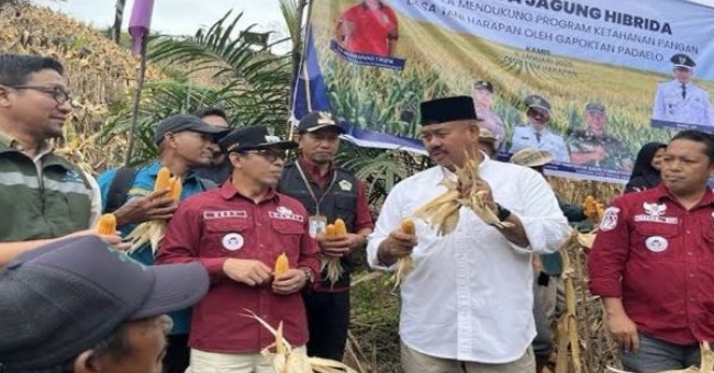 Panen Jagung Hibrida di Loa Janan, Bukti Kolaborasi Petani dan Pemerintah